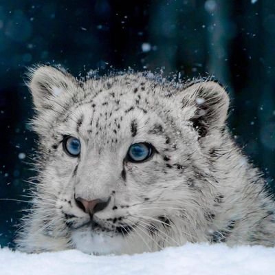 ZRKGSDC's profile picture. 