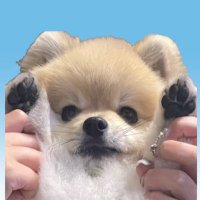 オモチ (@lily__10xxx) 's Twitter Profile