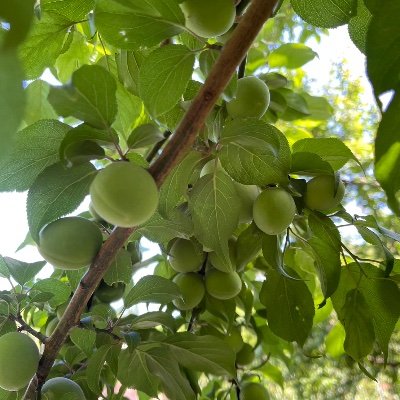 和歌山県みなべ町が育んできた唯一無二の梅システム(世界農業遺産認定)がこれからもずっと続くように、たくさんの人に梅作業体験、ワーケーション滞在し、ウェルビーイングを高めていただくことを目的としたプロジェクト🌸5・6・7月3ヶ月開催。参加申込はLINEから☞ https://t.co/DzsGKTDPF5