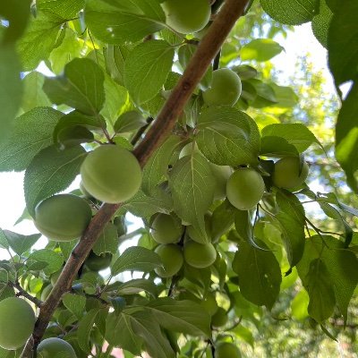 和歌山県みなべ町が育んできた唯一無二の梅システム（世界農業遺産認定）がこれからもずっと続くように、たくさんの人に梅作業体験、ワーケーション滞在し、ウェルビーイングを高めていただくことを目的としたプロジェクト🌸5・6・7月3ヶ月開催。参加申込はLINEから☞ https://t.co/DzsGKTDPF5