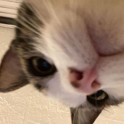 i just lurk and occasionally repost cats / nova my ekitten