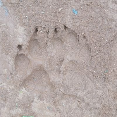 The look of a Sheep but the footprints of a tiger.