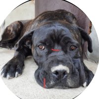 Cane Corso | Flame Protocol(@CaneCarsoPet) 's Twitter Profile Photo