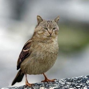 SisterSparrow Profile