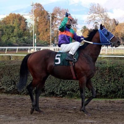 Venezolano 🇻🇪 - Jinete Profesional🐎(cuenta oficial)                        Montando en Chile 🇨🇱