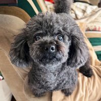𝓟ちゃん (@kur0_0321) Twitter profile photo