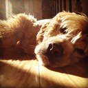 Tracie schultz - @TracieTS29 - Twitter