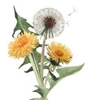 windblown 🌼 (@wishondandilion) 's Twitter Profile