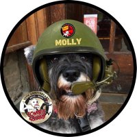 Molly the mini minx (@mad4lundy) 's Twitter Profile Photo