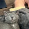 Youngbenadryl's profile picture. 