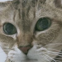 ma*na (@88calamity) 's Twitter Profile