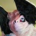 Rachael Oxy a.k.a Sassy Raptor (@rachaeloxy) Twitter profile photo Rachael Oxy a.k.a Sassy Raptor (@rachaeloxy) Twitter profile photo