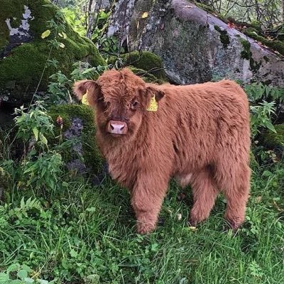 sparrowsoda's profile picture. 