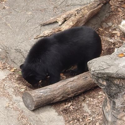 black_shiba_'s profile picture. 犬と猫と音楽とゴルフとモンハンを