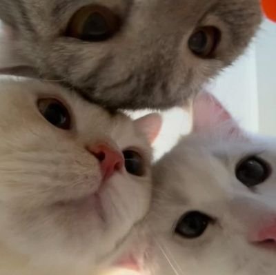 gucci_lewisa's profile picture. 