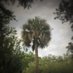 ☩ Palm Tree Guy ☩ (@palmetto_fan41) Twitter profile photo ☩ Palm Tree Guy ☩ (@palmetto_fan41) Twitter profile photo