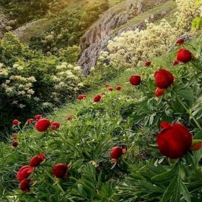 SaleemTawfic's profile picture. $