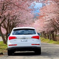 Audiの人(　・ω・)(旧：バイエルン発動機(株)) (@a_u_d_i_q5) Twitter profile photo