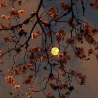 Reham Ahmed (@reehaamahmed) 's Twitter Profile