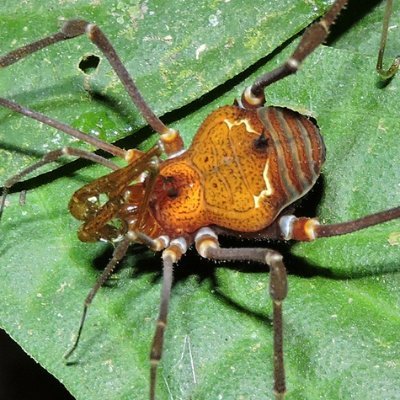 Apenas mais um interessado pelo mundo natural. Criador dos projetos: @ObsNaturalistas e @SejaNaturalista. 🐞☘️