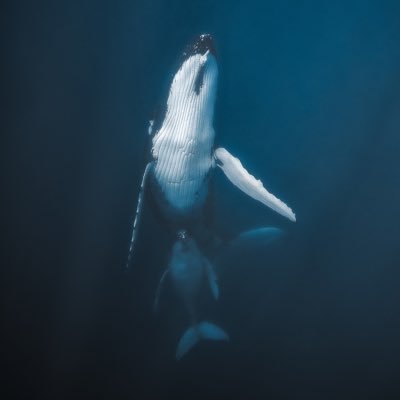 whalepapi4 Profile Picture