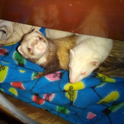 MeAndMyFerrets Profile Picture