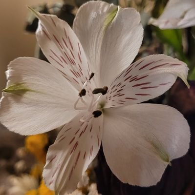 SaaMagda's profile picture. 