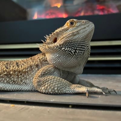 petcalves's profile picture. MOAG/BCPS-RSU If not us, then who? Be the Sheepdog. #LLTB #SOT #SOV