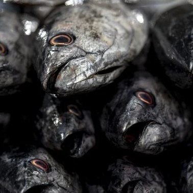 avatarlife__'s profile picture. 