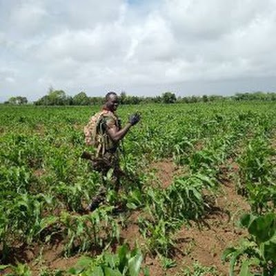 DominicAde45860's profile picture. 