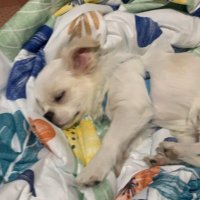 newakaravin (@newakaravin) 's Twitter Profile