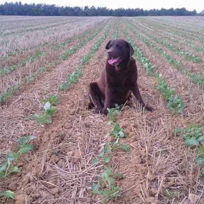 Agriculteur en couverture permanente, sd, strip-till , no-till