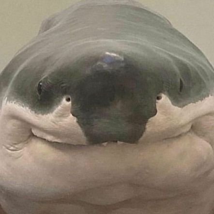 Los tiburones son los mejores animales, no lo nieges...