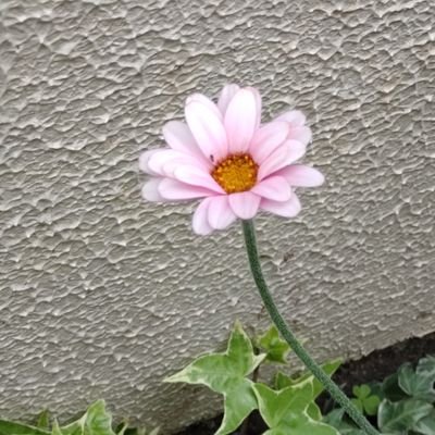 花いち輪