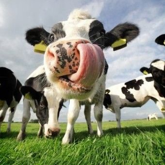 KJonstone's profile picture. The Great Manchester United die-hard supporter 💯: online academic writing💻: Bachelor of education graduate🧑‍🎓