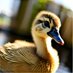 Flappy the Duck (@jesuiscanard) Twitter profile photo