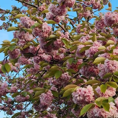 isceydam's profile picture. zilletle gecmektense izzetle kalmayı tercih ederim