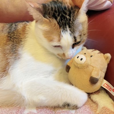 ilovepurinhk's profile picture. 💖猪塚健太くん🐗大好き💖 🤎🐈 愛猫HARUちゃん🐈🤎 ❤️日本旅行❤️♨️温泉♨️📷