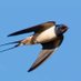 Henk van der Molen (@zwaluw_3) Twitter profile photo Henk van der Molen (@zwaluw_3) Twitter profile photo