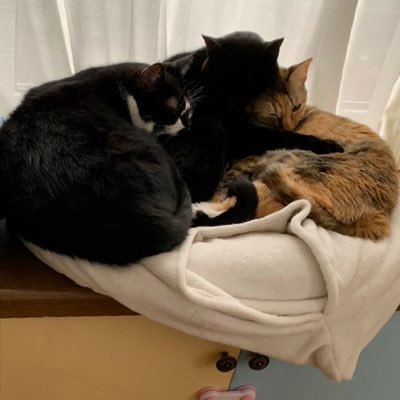 puggy___0715's profile picture. 