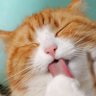professor28n5's profile picture. 🐱🐶⚽R6年01月01日更新⚽🐶🐱                      
🐱🐶⚽アニメ★漫画★わんこと猫とサッカーが   大好きにゃ！⚽🐶🐱今年はマッタリにゃ🐱🐶⚽