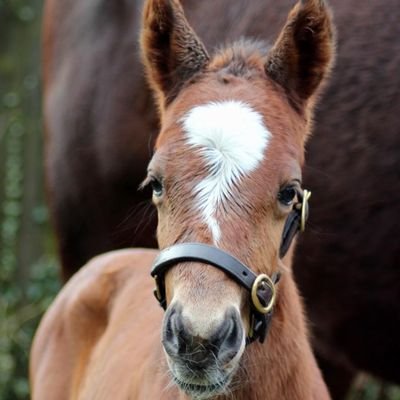 KyGirlMaureen's profile picture. Just a lady who loves God, Kentucky, and Freedom. UK grad. 
I love memes!
Keyboard warrior for Trump & grassroots candidates! 
TRUMP is a genius! 🇺🇸