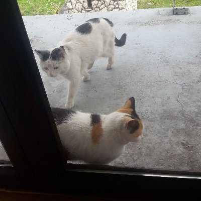 SelmaDragonBts1's profile picture. 