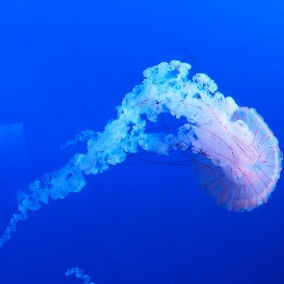 jing_cun60826's profile picture. 2月から都内SESで働き始めた26歳！
学習のアウトプットとかするぞ！
頑張るぞ！！！