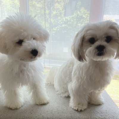 mofumugi02's profile picture. マルチー＆シーズーMIX犬のもふ♂ (4歳)ビションフリーゼ︎︎ のこむぎ♀ (2歳)犬好きさんと繋がりたいです♡ 色々共有出来ると嬉しいです𖤐ﾐ