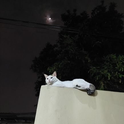 orlandolanaaa's profile picture. 