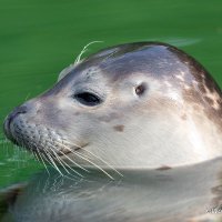 Soeren (@jockelchungus) 's Twitter Profile