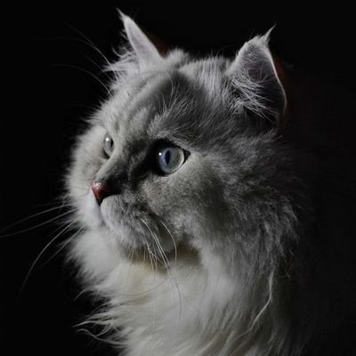 أنا متخصص في تصميم منشورات السوشيال ميديا والاعلانات التجارية.