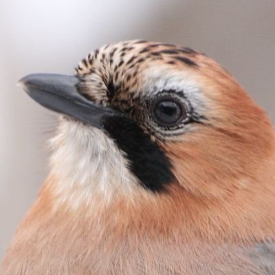 鳥見歴8年目。カモ好き。生き物全般撮るので虫嫌いな方フォロー非推奨。ツイ廃&かなり雑多(アニメ、漫画、ゲーム、音楽、ペット、独り言etc)でうるさい。リプは気が向いたら返します。写真や動画の無断転載禁止。スパムは未読で報告・ブロックします。