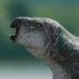 Palaeoncryptozoologist Briton (@raftingzalmoxes) Twitter profile photo Palaeoncryptozoologist Briton (@raftingzalmoxes) Twitter profile photo